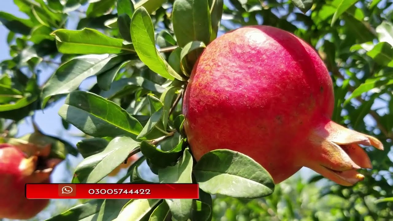 Pomegranate Garden in Swat Valley | Sherin Zada | Short Documentary | Pomegranate Season in August
