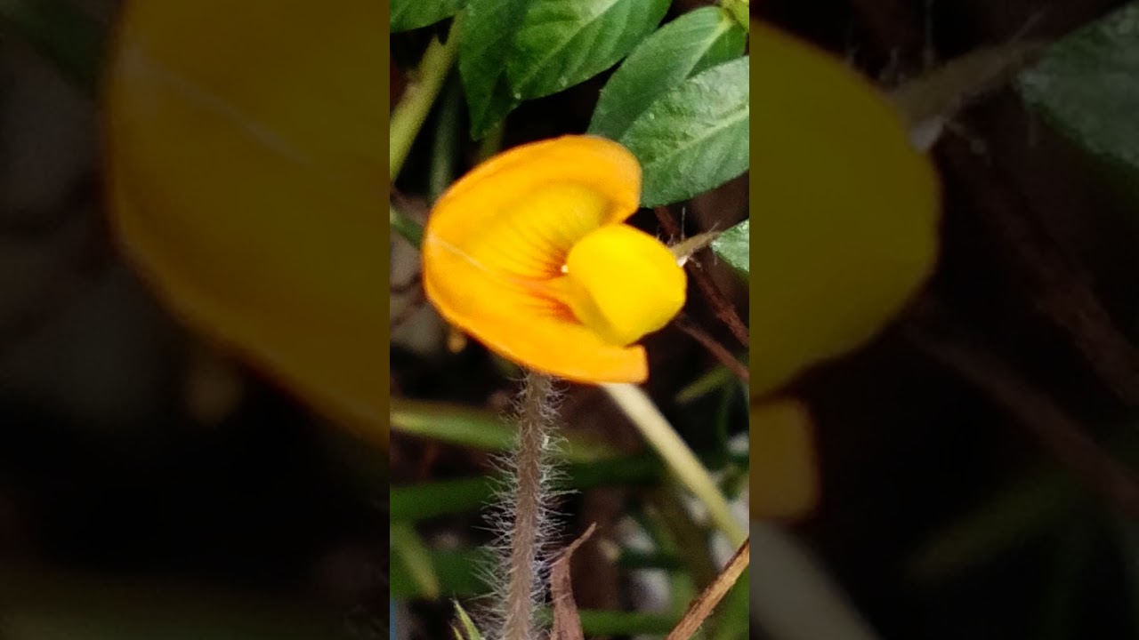 GROUND NUT FLOWER #freshnature #nature #flowers #groundnut
