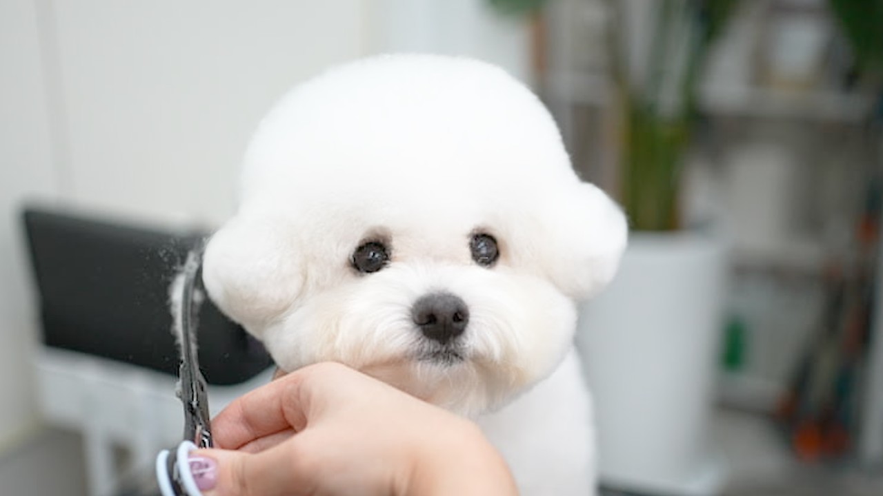 Сверкающие глаза этого щенка растопят ваше сердце ✨🐶