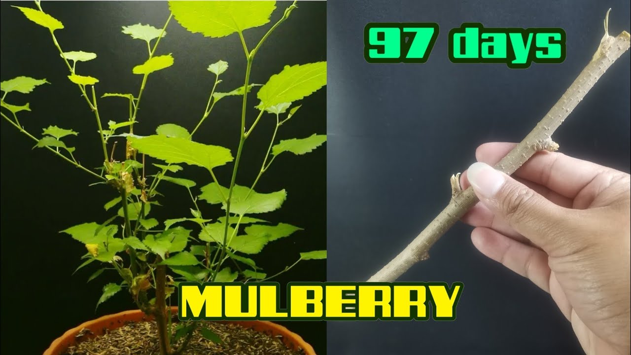 Growing mullberry 97 days