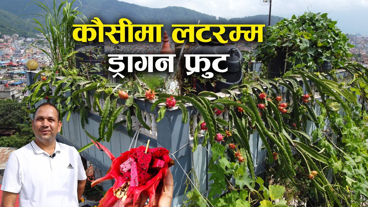 कौसीमा लटरम्म ड्रागन फ्रुट - Narayan Adhikari || Dharma Rooftop Organic || Dragon fruit farming