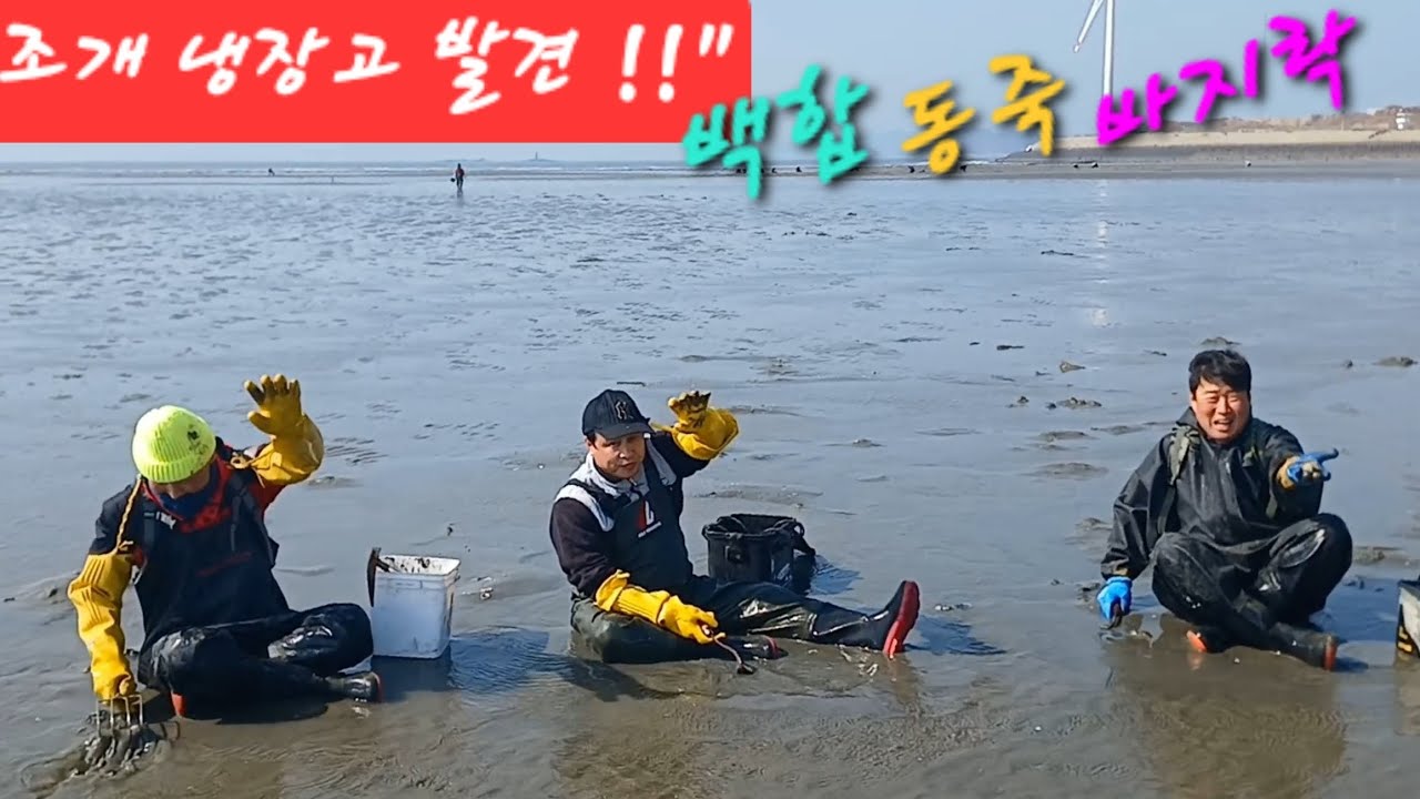 와 대박 !!  백합 ㆍ동죽ㆍ바지락  모래속 보물들 ~~  오늘 어른들의 놀이공원에서 땀나도록 캣습니다 #서해바다 #해루질 바다투망 