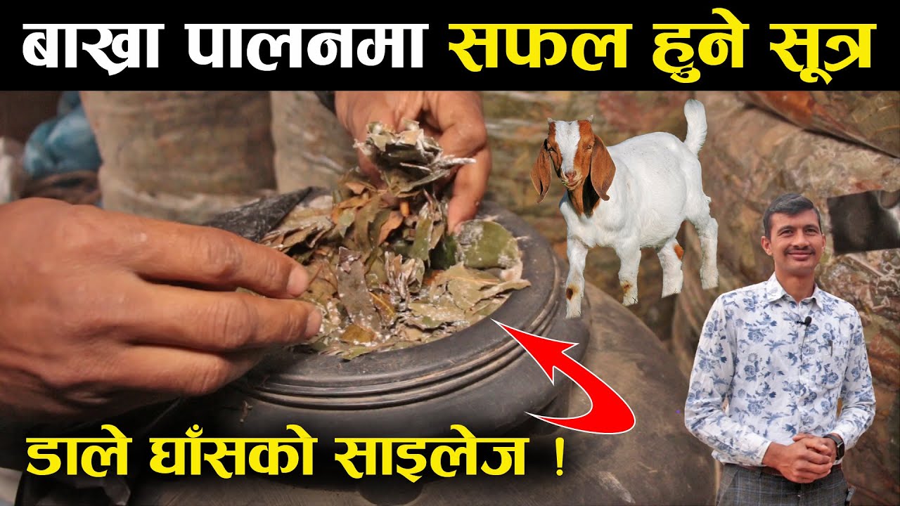 बाख्रा पालन गर्नु अघि हेर्नै पर्ने एक विशेष भिडियो - An interview with farmer Ujjan Budhathoki
