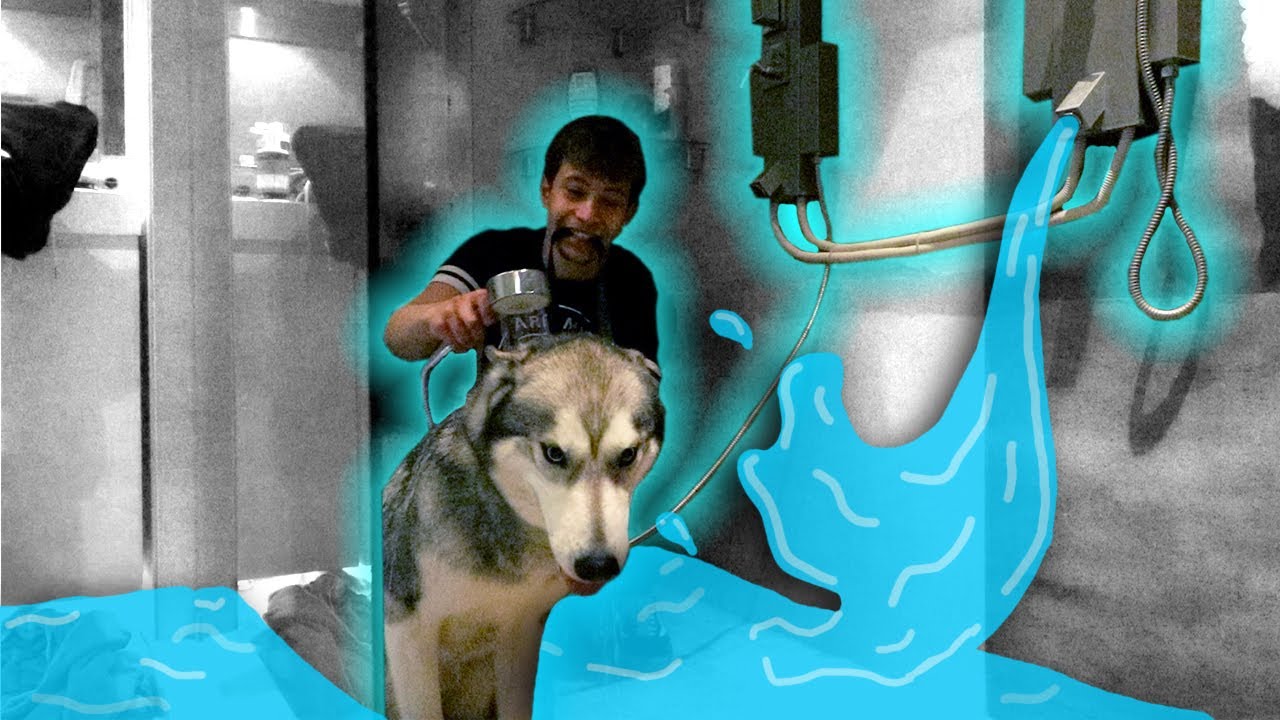 DEI BANHO AO MEU CÃO