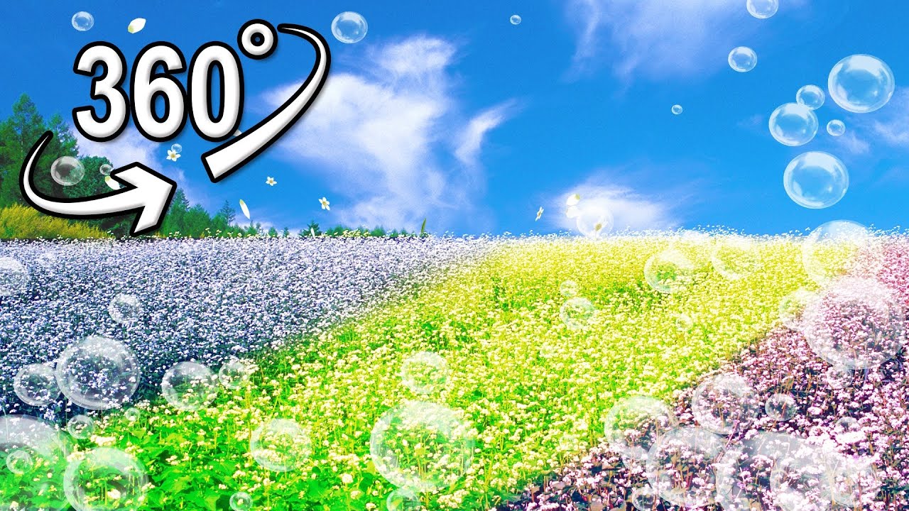a field full of buckwheat flowers | VR 360&deg;