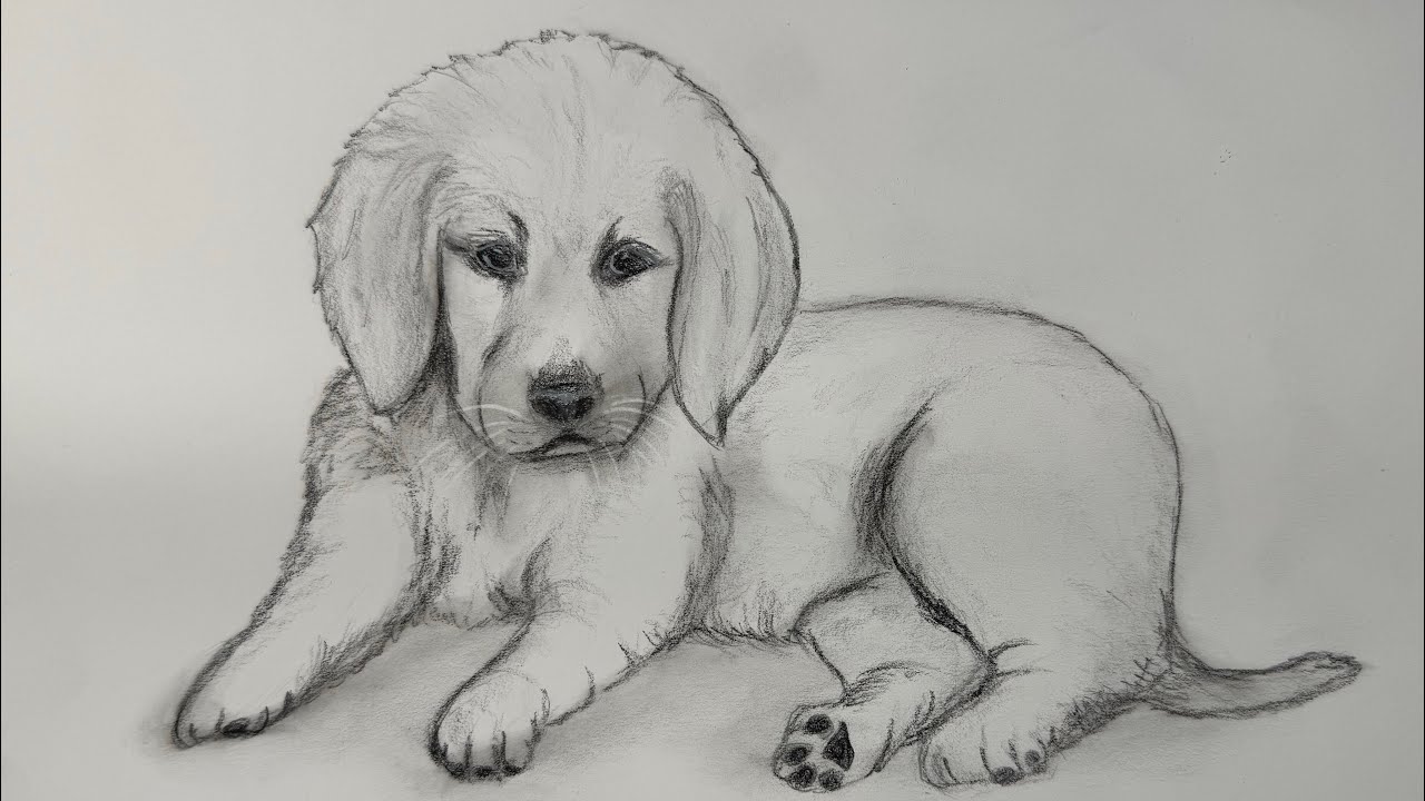 How to Draw a Puppy