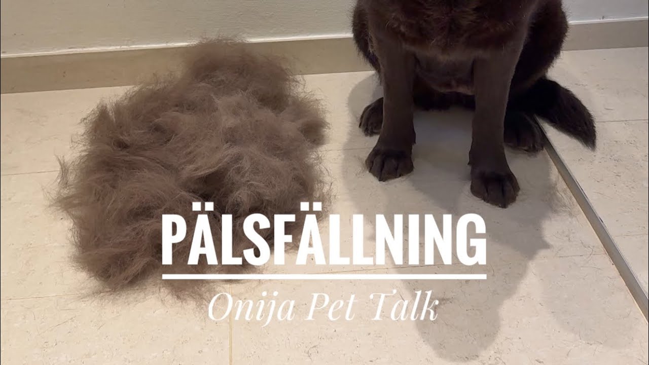 Effektivast urfällning av djurpäls | Hund & Katt