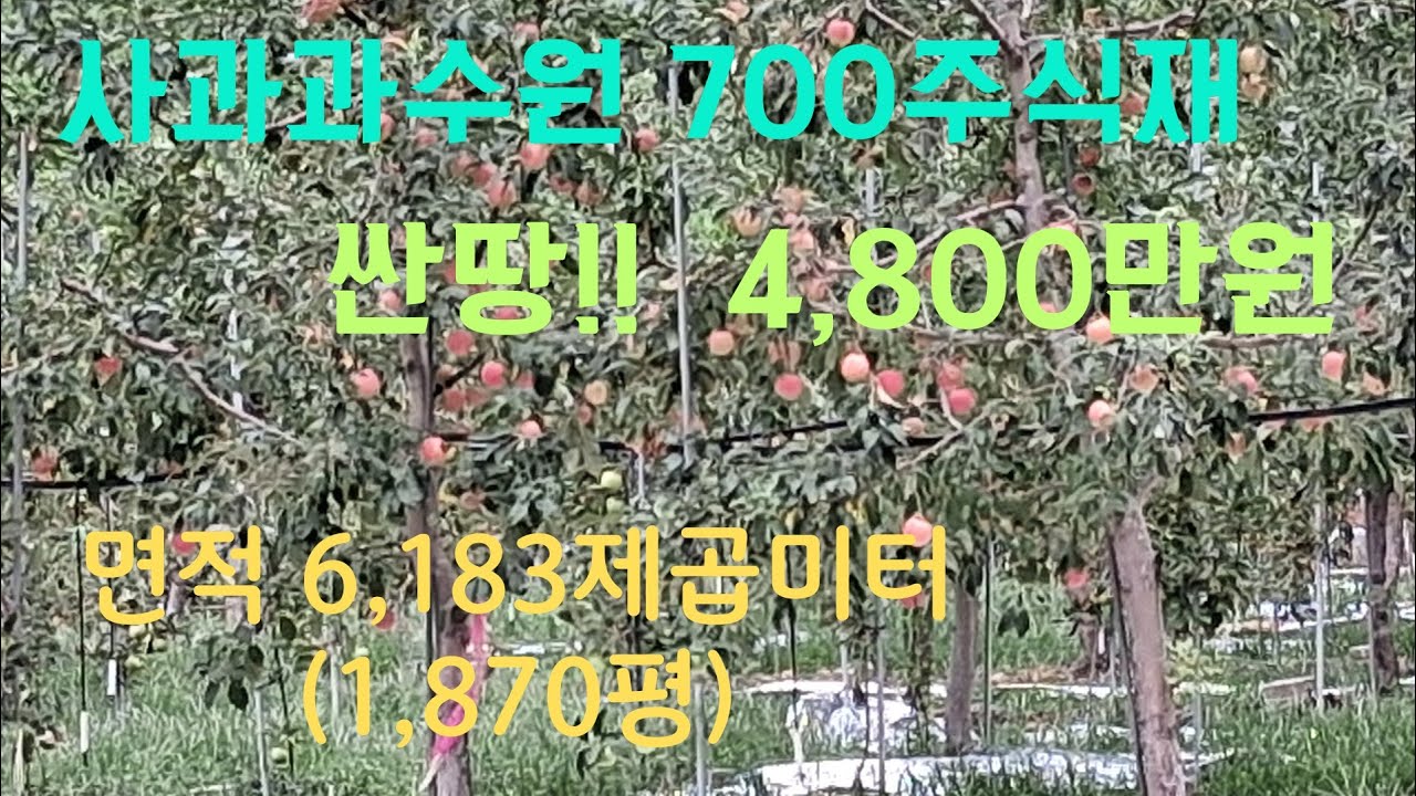 엄청싼 사과 과수원 가격이 4,800만원의 초 대박 과수원에 700주 식재 되어 있어 매년 사과농사 수입이 짭짤 하겠네요