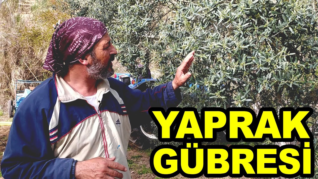 Zeytinde Sürgün ve Tomurcuk Gelişimi İçin Yaprak Gübresi Uyguluyoruz