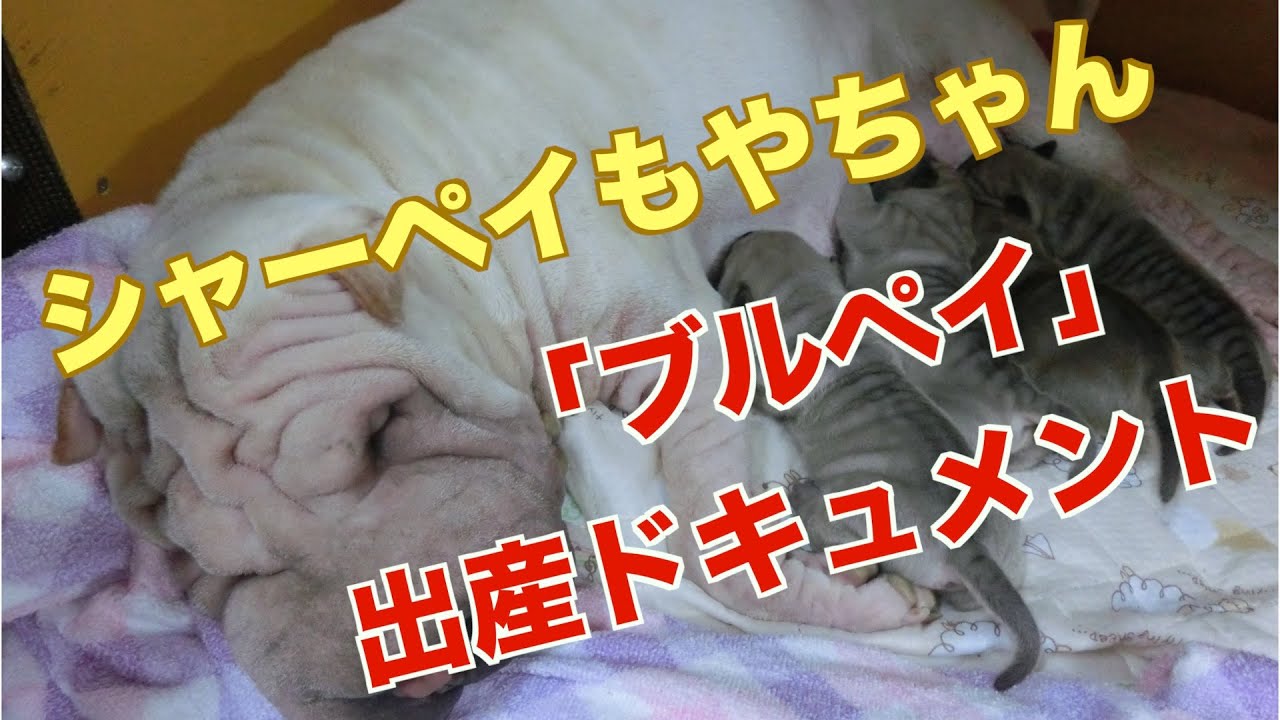 【宇宙一珍しい犬！？】シャーペイもやちゃん「ブルペイ」出産ドキュメント！（#87）