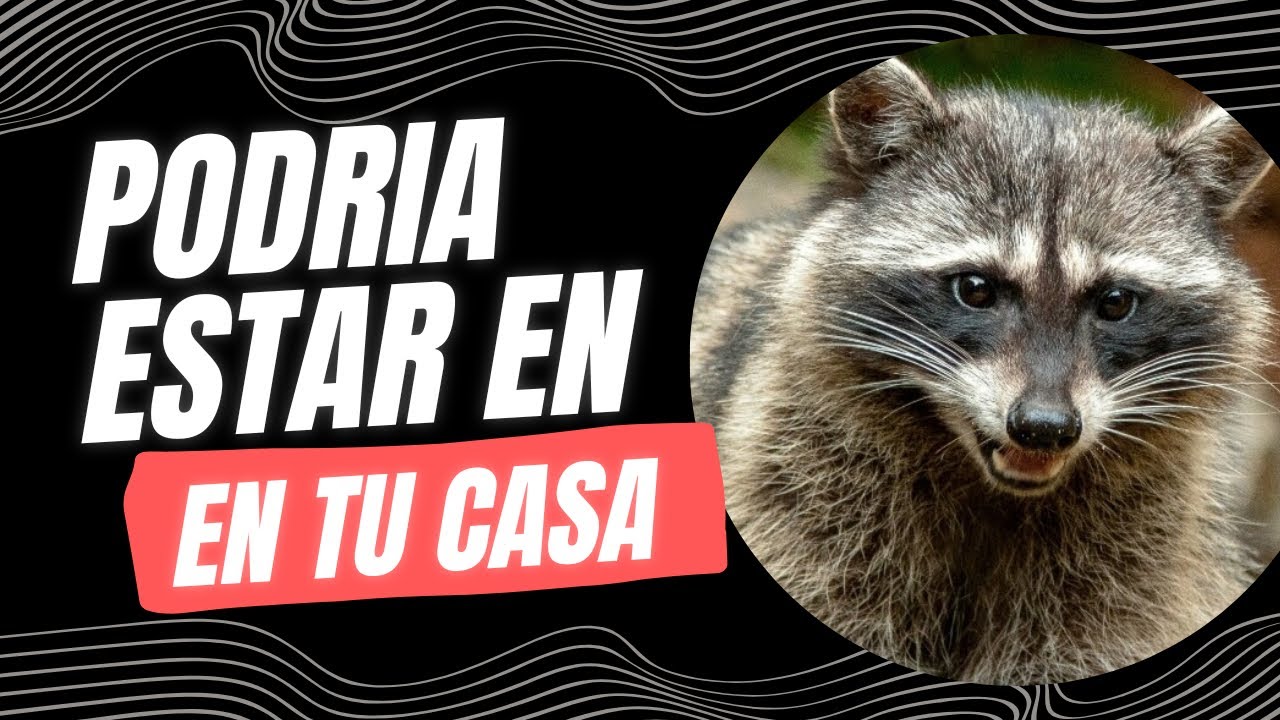 Estos animales salvajes pueden estar viviendo contigo y no lo sabés