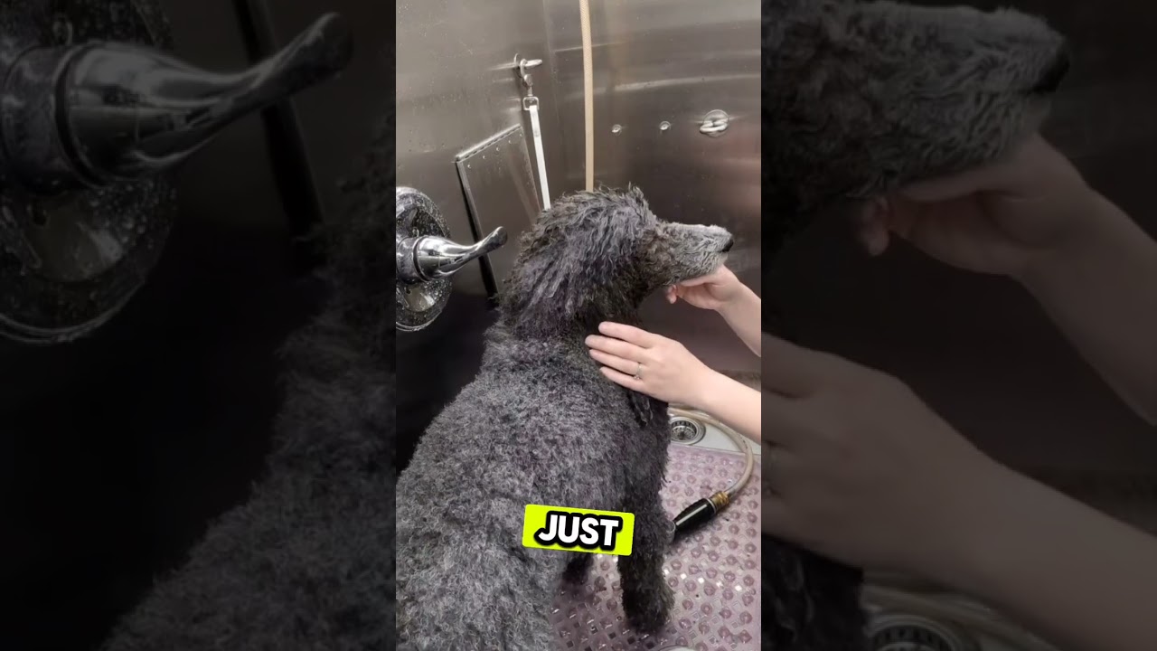 Pet Skin Academy & Iv San Bernard USA: Teaching Moment w/ Kayla | Frothing Techniques & more