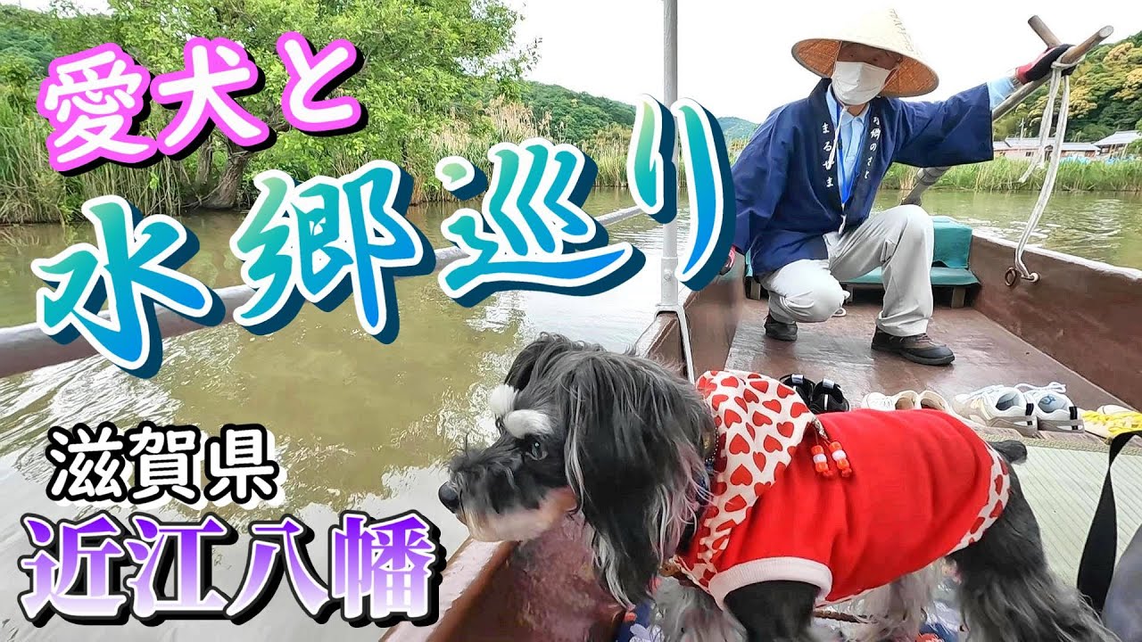 ヒーリング効果抜群! ワンコと屋形船 [schnauzer][犬とお出かけ][近江八幡][水郷巡り][ラコリーナ][シュナウザー][キャバリア][ジャックラッセルテリア]