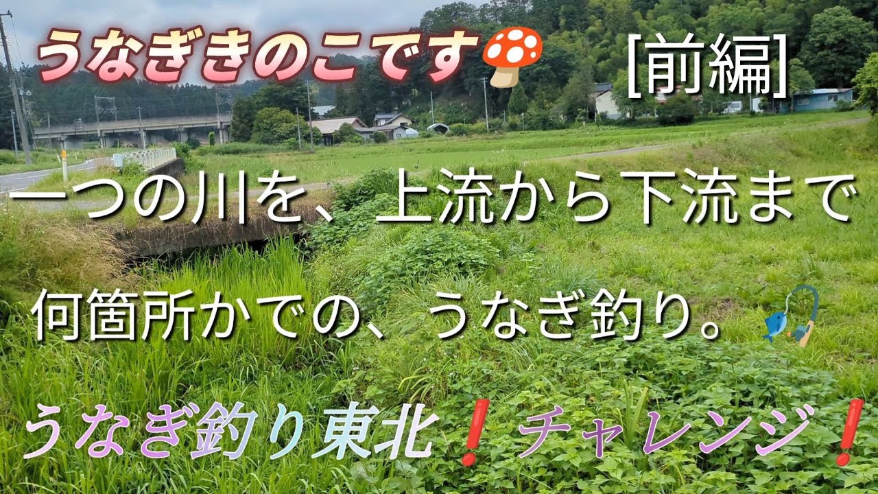 うなぎきのこです。🍄上流からのうなぎ釣り。🎣