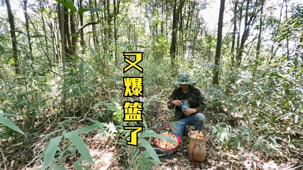 山上的蘑菇根本摘不完，还是一坐山一个地方，雨锅今天又是大丰收