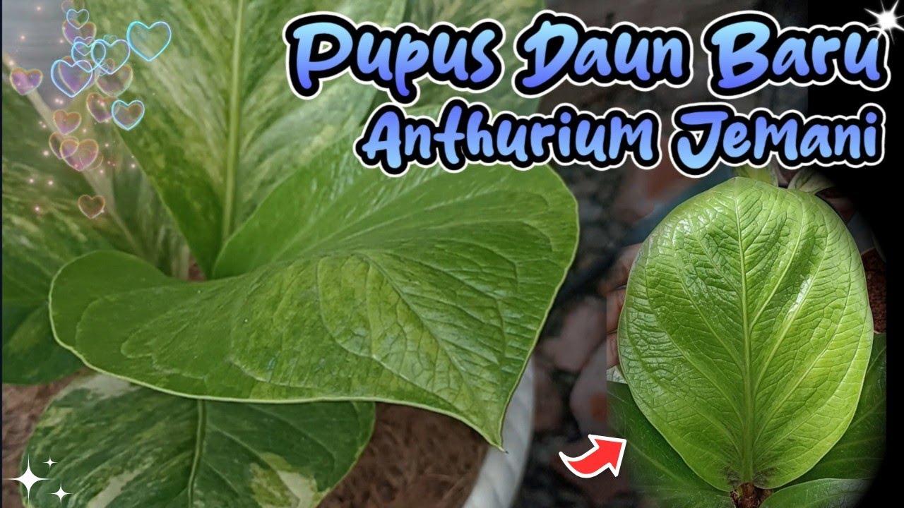 PUPUS DAUN BARU JEMANI | REVIEW ANTHURIUM JEMANI