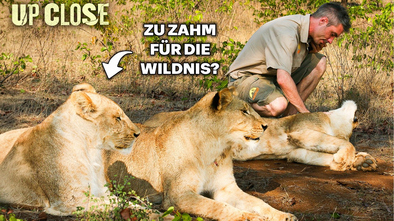 Können zahme Löwen in der Wildnis überleben?