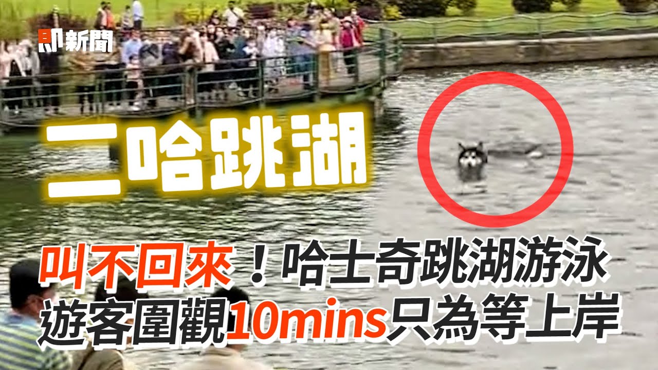 哈士奇跳龍潭湖游泳　眾遊客拍照圍觀等牠上岸｜二哈｜狗｜寵物｜精選影片
