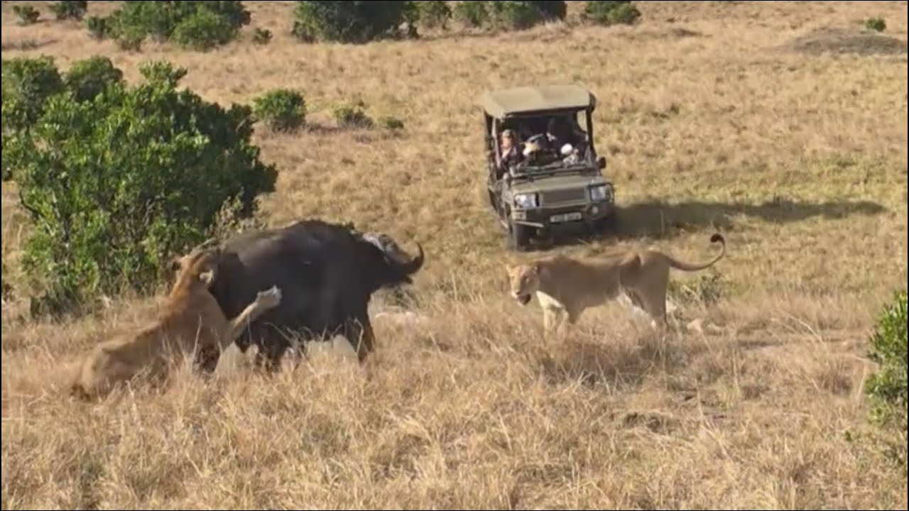 lion pride attack adult buffalo and bring it down together video 