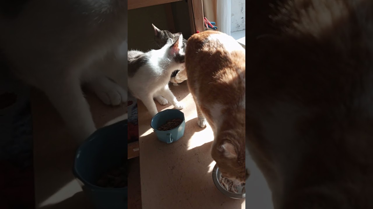 котята Бонька домашние питомцы