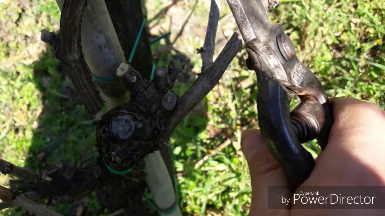 Potatura a Gouyot ramificato su vecchia vite: riconversione della testa di salice
