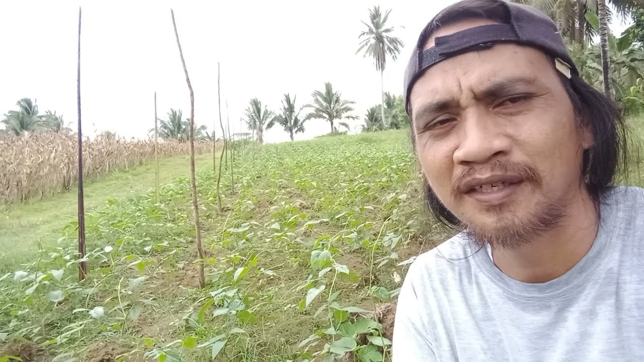 Paano Magtanim Ng Sitaw, Planting Distance at Iba Pa || Beginners' Guide