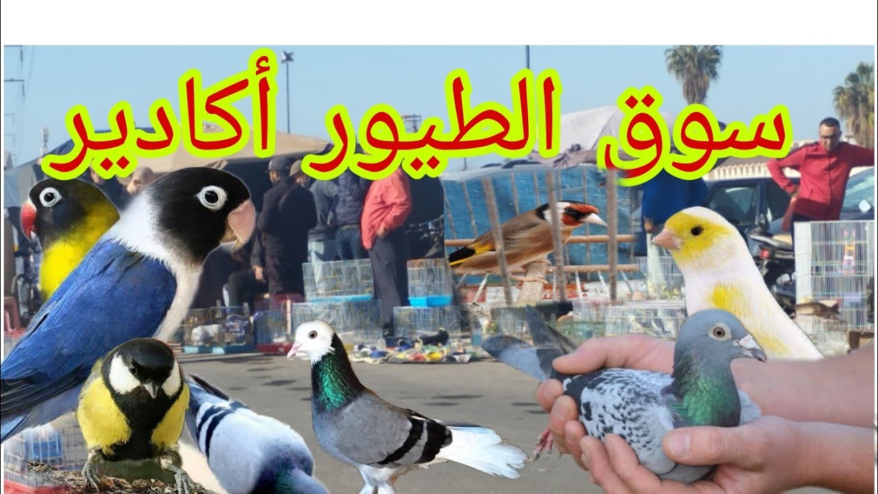 اجواء سوق الطيور أكادير ليوم الأحد 21/12/2025+توليعة مع الجديد مع عشاق الحمام ودجاج الزينة ✌️🇲🇦