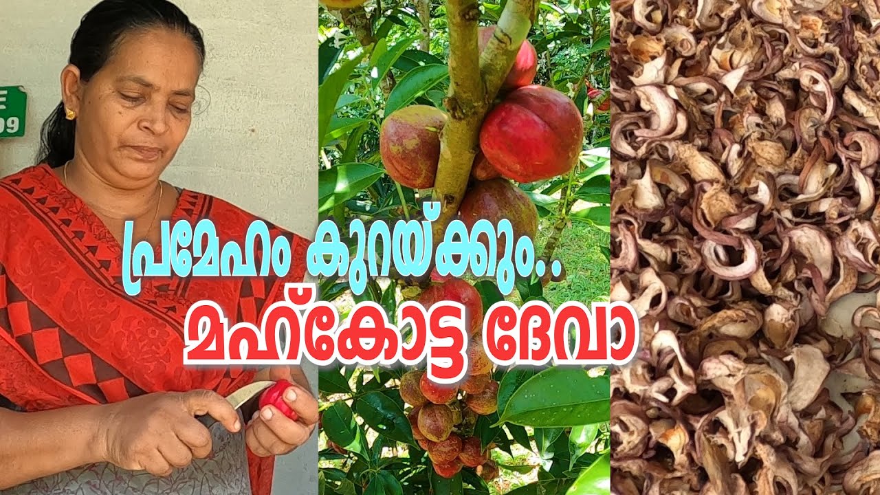 MAHKOTA DEVA FRUIT | പ്രമേഹം കുറയ്ക്കും ഈ ഔഷധ സുന്ദരി | Vlog#27