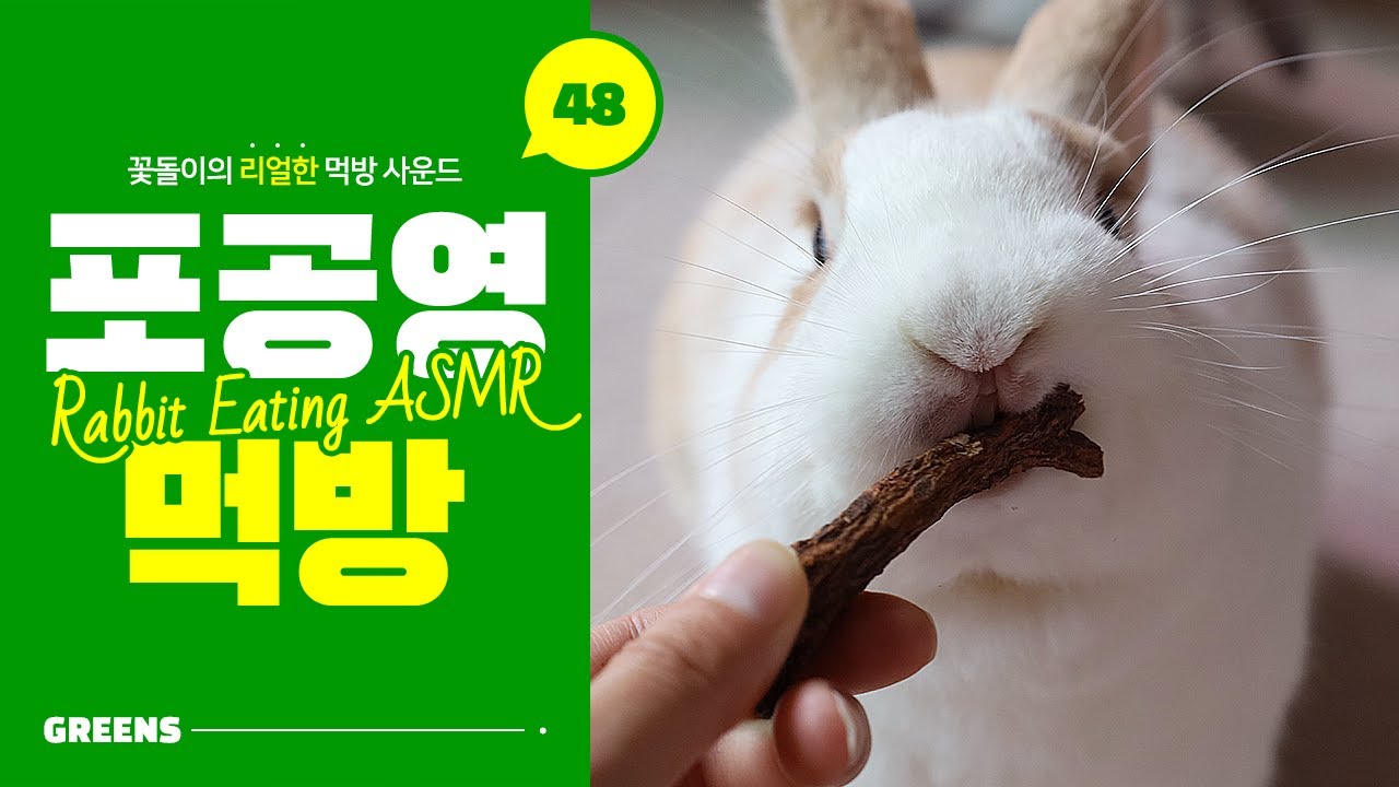 🎧 토끼 먹방 ASMR 🎧 이제는 한약재까지 먹는 토끼?! 꽃돌이의 까드득 까드득 민들레뿌리 포공영(蒲公英) 먹방!