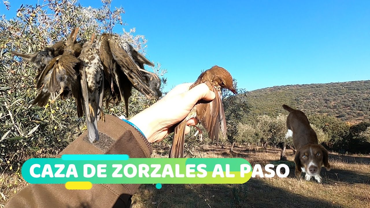 Caza de Zorzales al Paso 🐦‍⬛. Buena Jornada 🙂 en una mala Temporada 😕