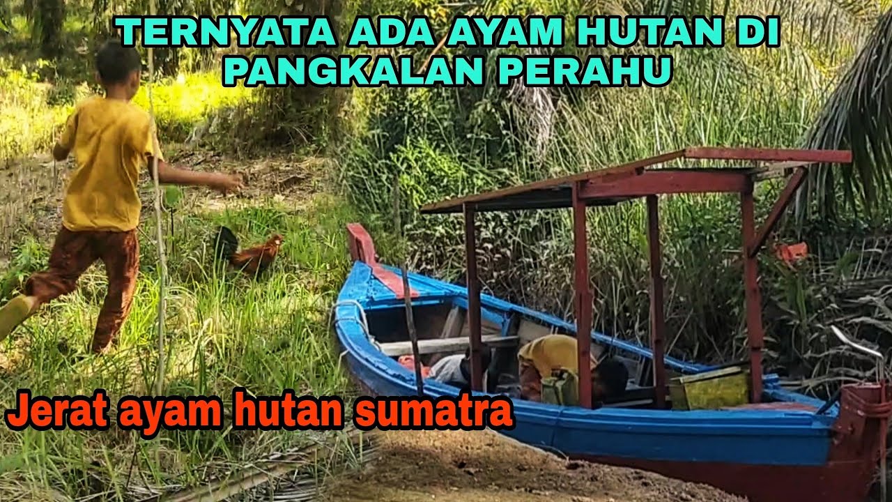 TERNYATA ADA AYAM HUTAN DI PANGKALAN PERAHU || JERAT AYAM HUTAN SUMATRA