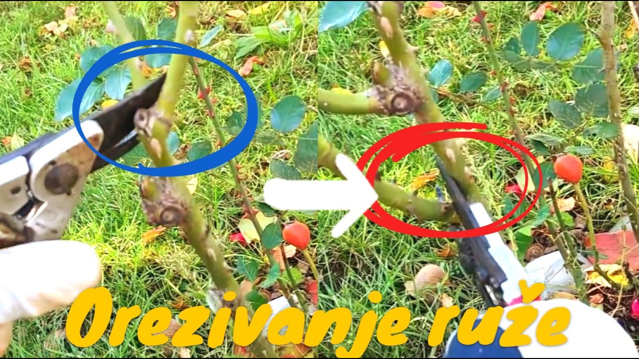 Kako orezati ružu u jesen? Evo načina