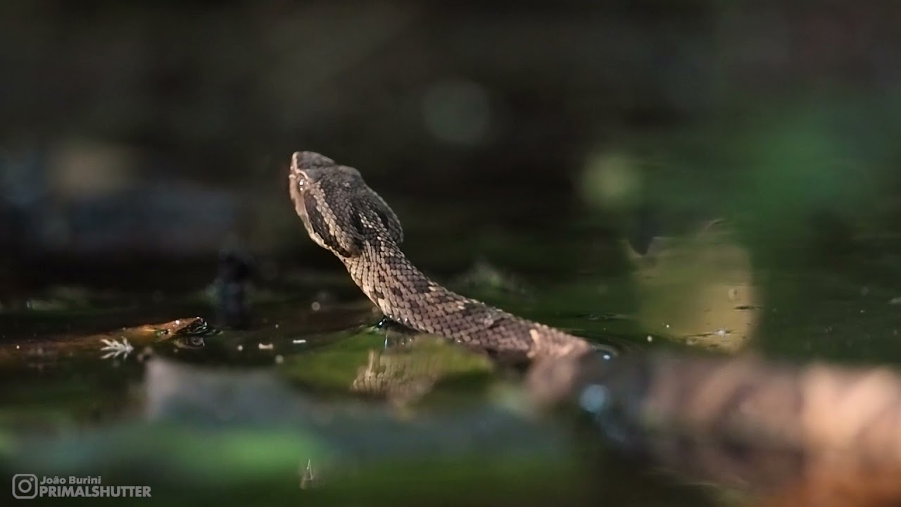 Jararaca viper on the water