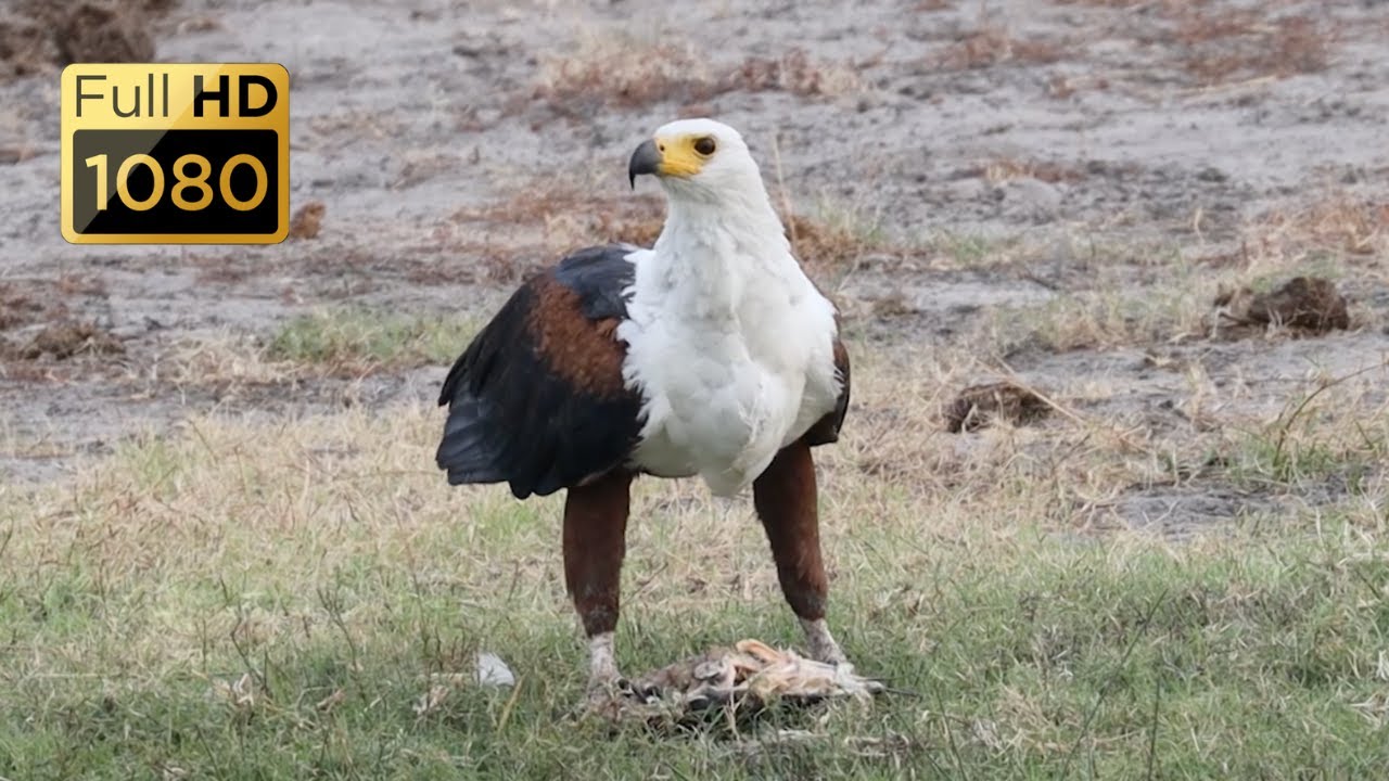 Birds of Botswana Part 1