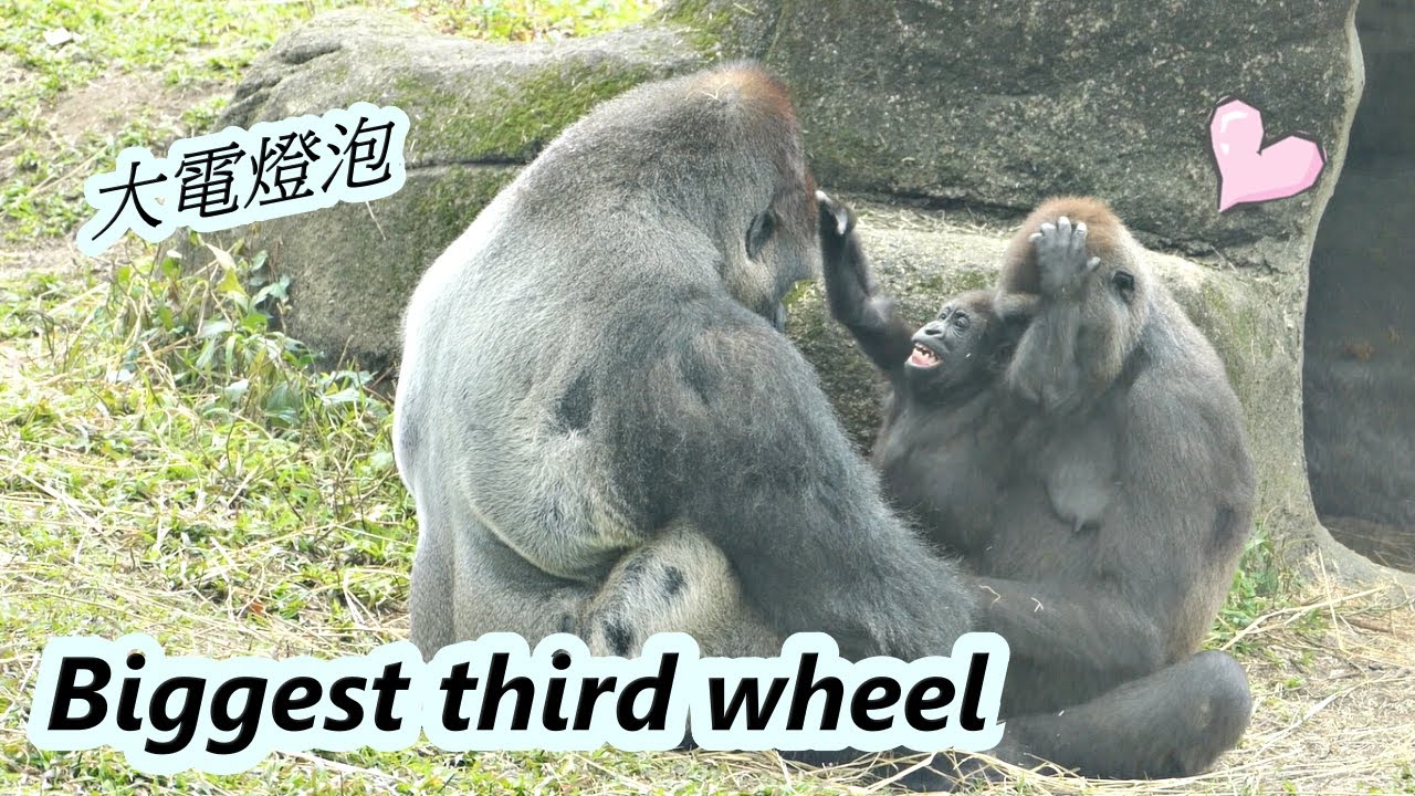 Little gorilla Jabali kept bothering daddy and mommy's sweet time. / 小金剛猩猩Jabali一直干擾爸爸跟媽媽的甜蜜時光😂😂