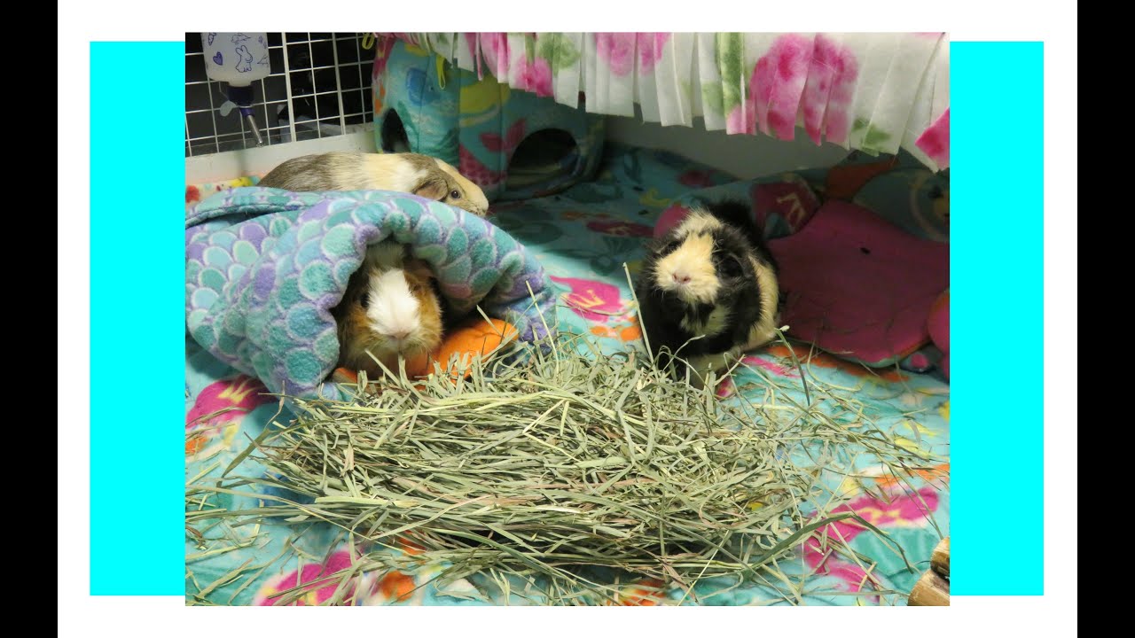 Guinea Pig Bladder Stone Recovery Part 2