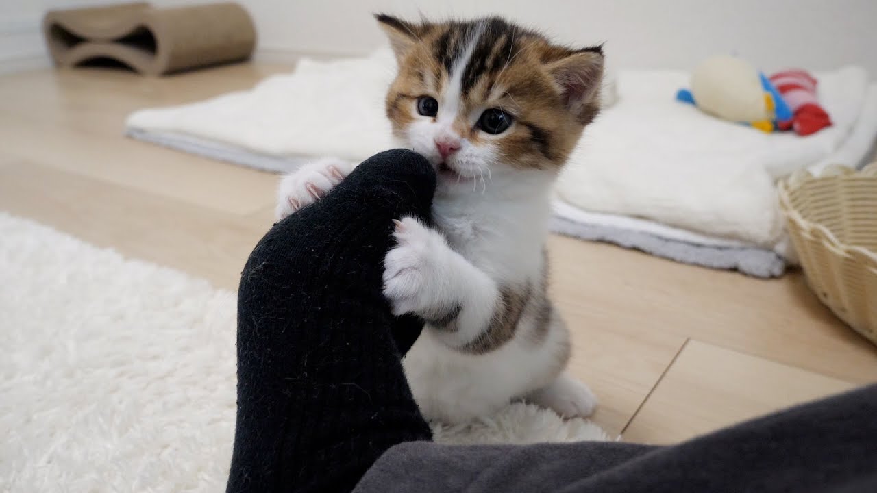 Kitten Nico loves to gnaw on his owner's feet!