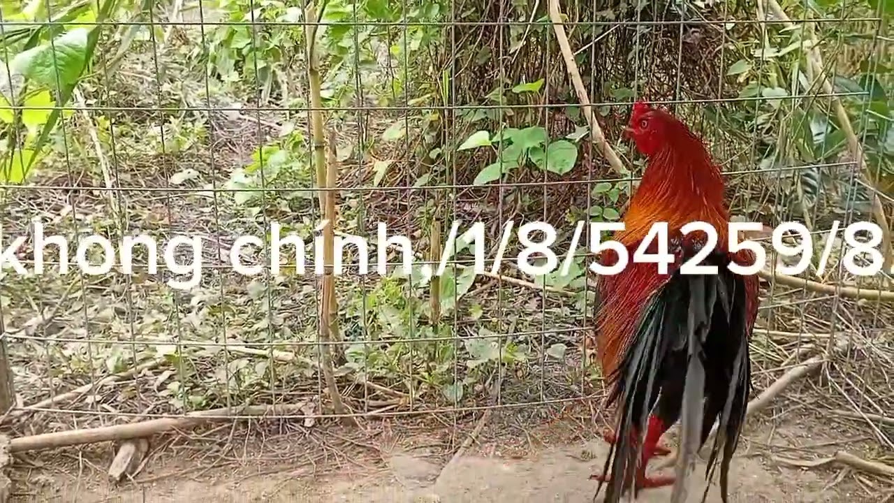 Thanh lí ĐÃ GIAO XONG, chóng chuôn nhe ae,,,yêu thuong đông vât