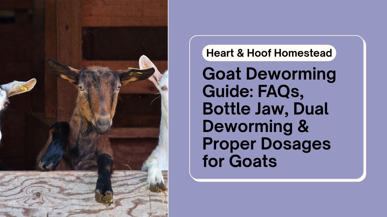 Goat Deworming Guide: Bottle Jaw, Dual Deworming & Correct Dosages