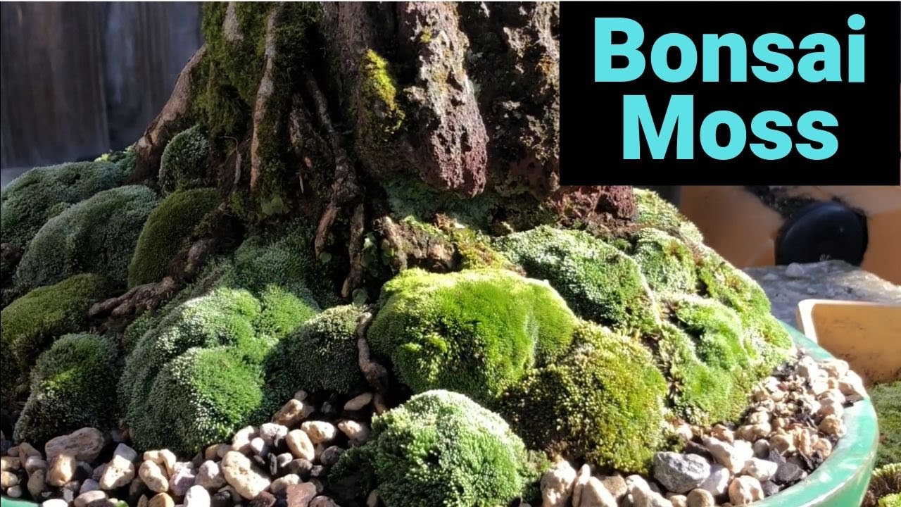 How to put moss on your bonsai, adding moss to your bonsai