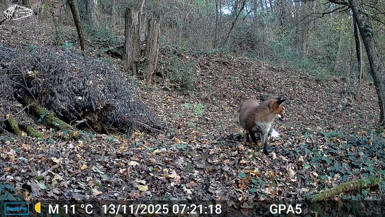 Renard en posture de soumission