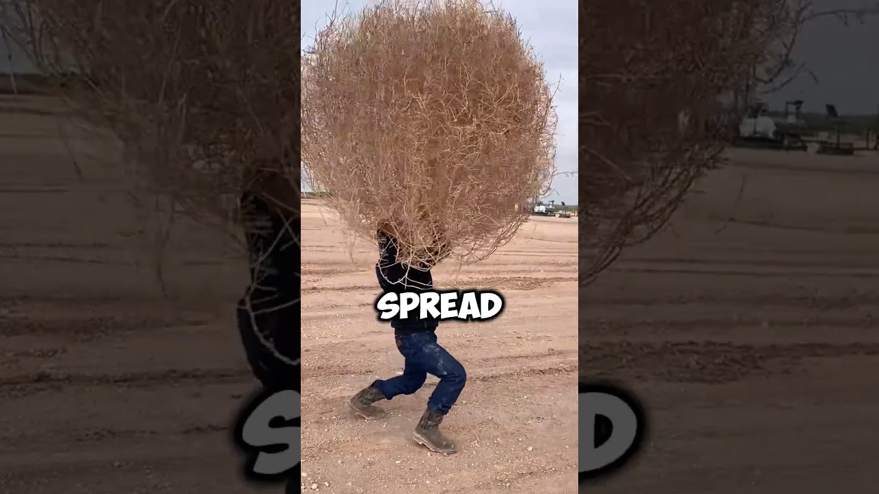 🌾 Никогда не игнорируйте Tumbleweed! 🚨🔥 #шорты #tumbleweed
