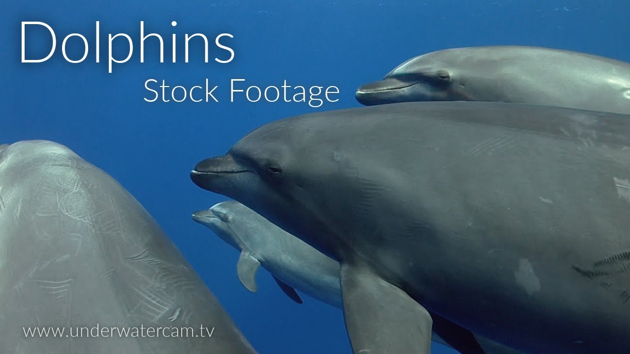 Amazing Dolphins - Relaxing Stock Footage Reel of Different Species of Dolphins - Bottlenose, ...