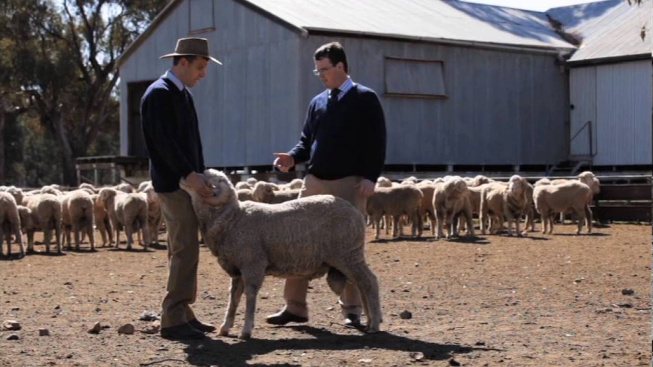 Sydney Royal Sheep & Fleece Show - Merino Sheep Judging Competition