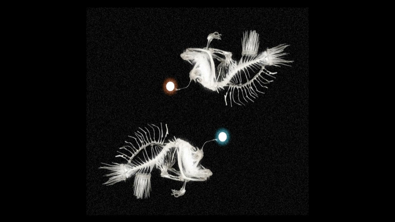 TESARA - Shallow (Tale of two angler fish) Demo