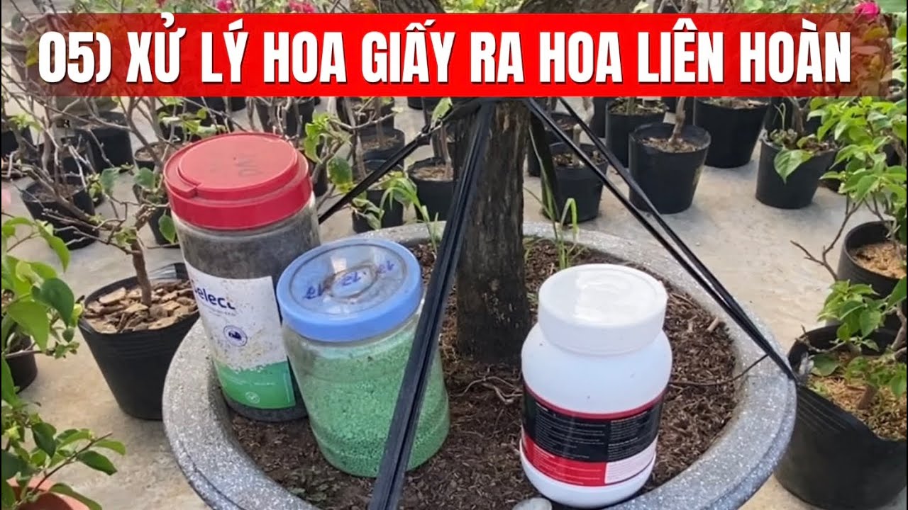 05) Xử lý cây hoa giấy ra hoa liên hoàn cước.