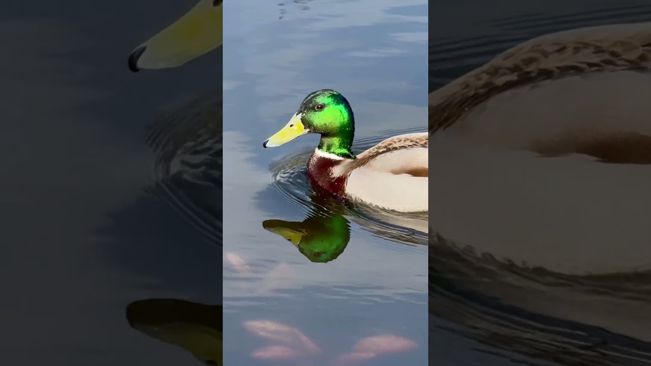 Селезень на озере.Drake auf dem See.Drake on the lake. #birds #vogel #nature #wildlife #goose #duck