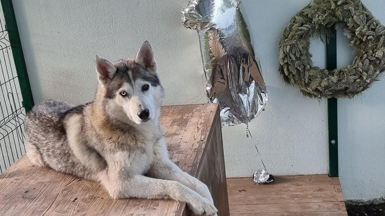 My beautiful dog Jesse 👍 😍👌