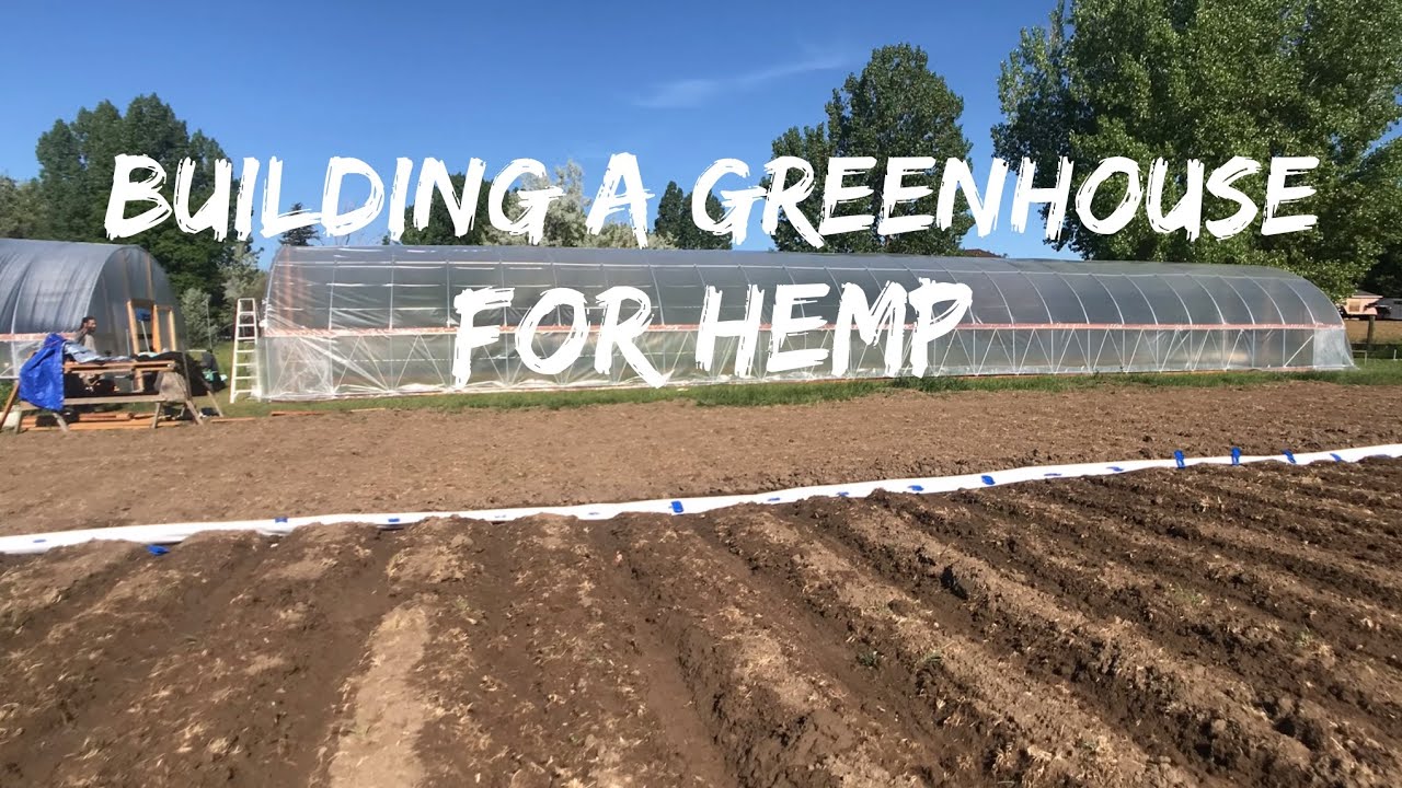 Greenhouse 2 on Hemp Farm in Colorado