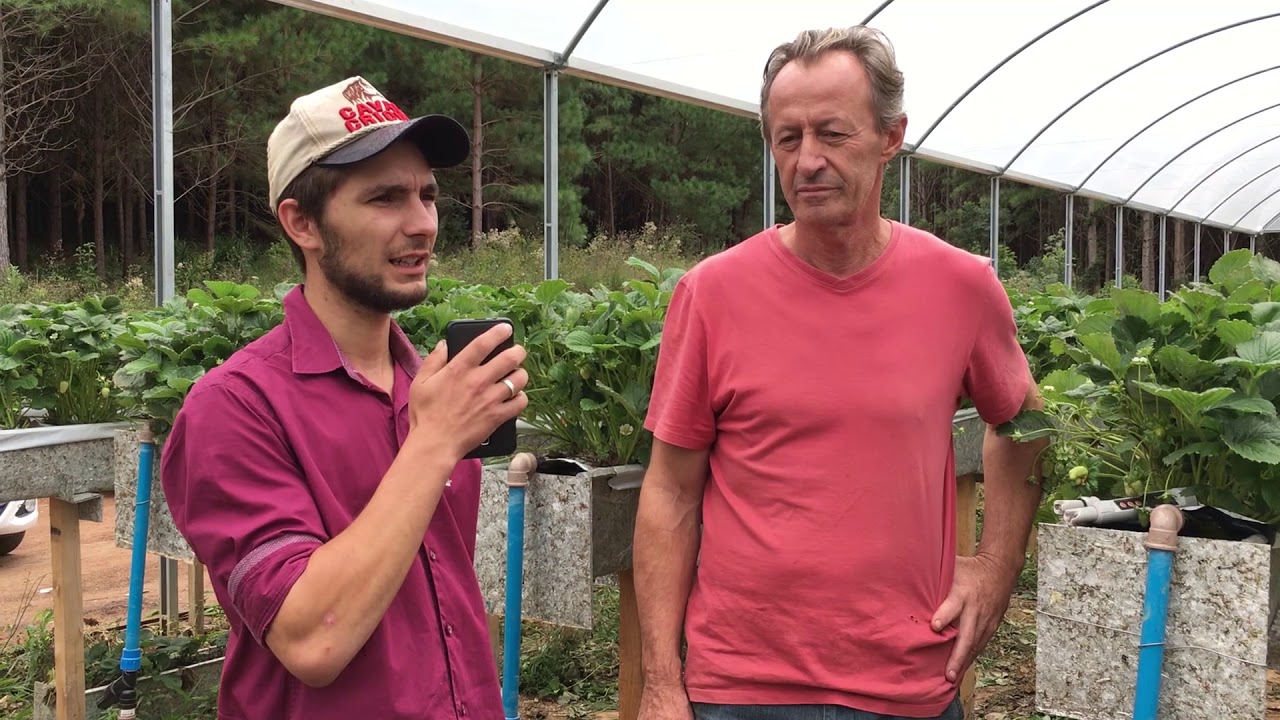 Produção de Morangos - AGRONOMIA UTP